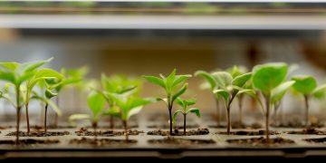 Putting the Green in Bowling Green