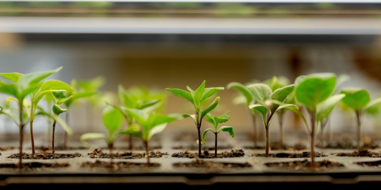 Putting the Green in Bowling Green